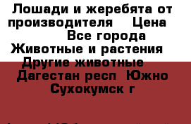 Лошади и жеребята от производителя. › Цена ­ 120 - Все города Животные и растения » Другие животные   . Дагестан респ.,Южно-Сухокумск г.